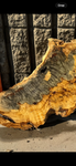 Buckeye Burl Slab