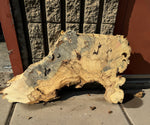 Buckeye Burl Slab