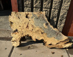 Buckeye Burl Slab