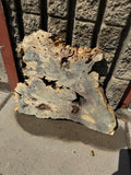 Buckeye Burl Slab