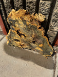 Buckeye Burl Slab