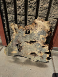 Buckeye Burl Slab