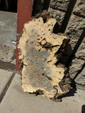 Buckeye Burl Slab