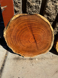 Mesquite Round Slabs