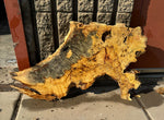 Buckeye Burl Slab