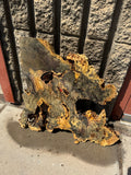 Buckeye Burl Slab