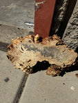 Buckeye Burl Slab