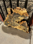 Buckeye Burl Slab