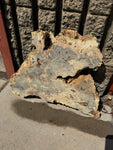 Buckeye Burl Slab