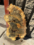 Buckeye Burl Slab