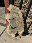 Buckeye Burl Slab