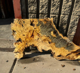 Buckeye Burl Slab