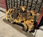 Buckeye Burl Slab