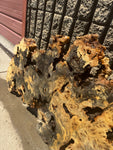 Buckeye Burl Slab