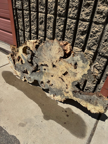 Buckeye Burl Slab