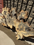 Buckeye Burl Slab